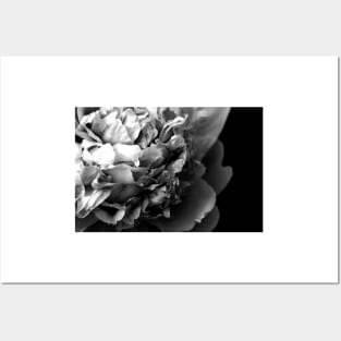 Black and White Summer Peony Posters and Art